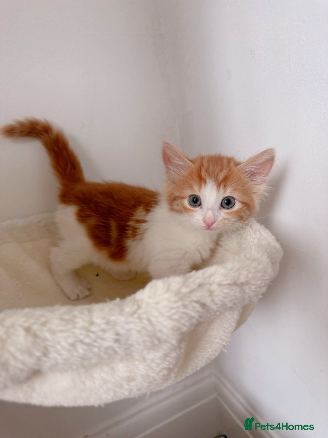 Mixed Breed cats Paris. Female Longhaired Ginger and White kitten - Advert 2