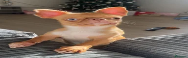 Chihuahua 2