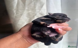 Mixed Breed dogs for sale: Jack Russel x Chow Chow Mix Puppies for Sale  - Image 2
