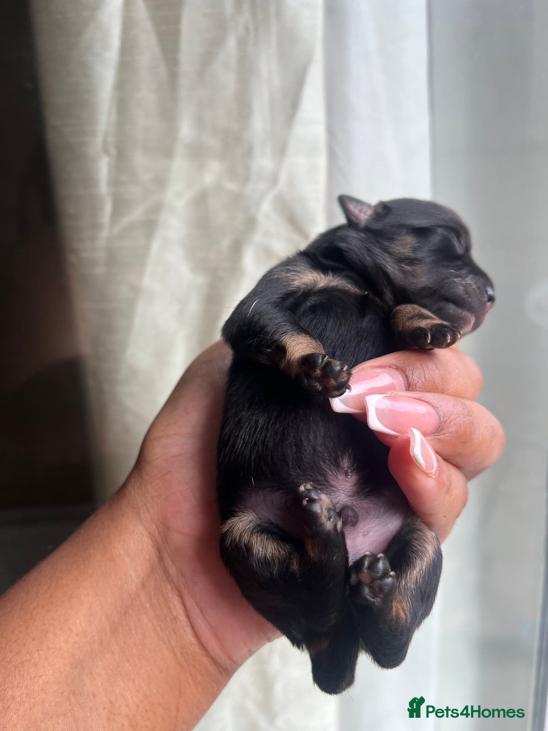 Mixed Breed dogs for sale: Jack Russel x Chow Chow Mix Puppies for Sale  - Image 2