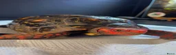 Tortoise reptiles for sale: Breeding pair of high marbled cherry heads  - Advert 3