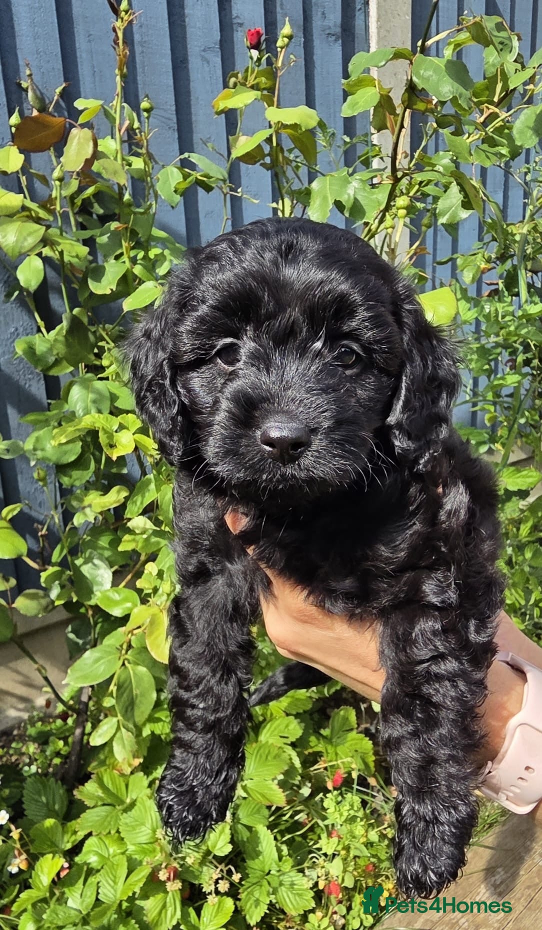 Cavapoo dogs Adorable F1 Cavapoo Puppies - Advert 1
