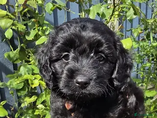 Cavapoo dogs Adorable F1 Cavapoo Puppies - Advert 1