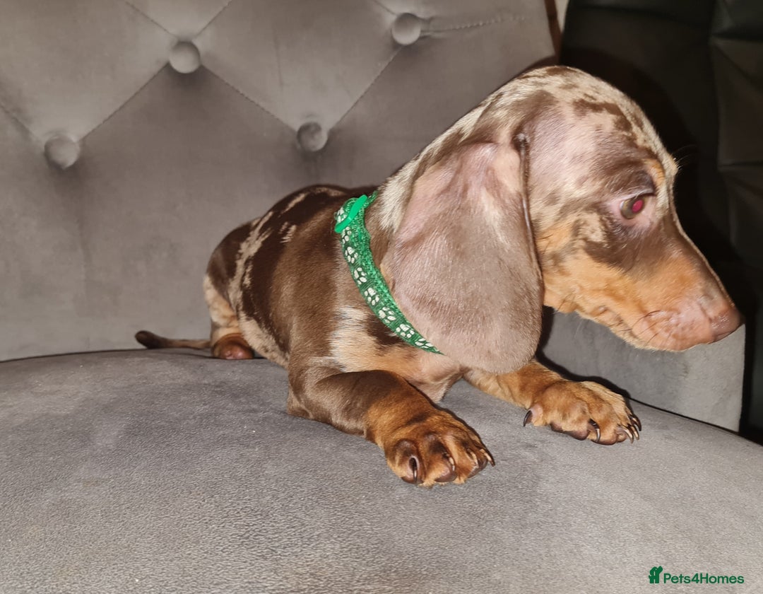 Miniature Dachshund dogs for sale: 🩵Beautiful Spotted Male Dachshund🩵 - Advert 6