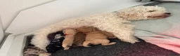 Cavapoo dogs for sale: Fully heath cheeked Cavapoos  - Advert 14