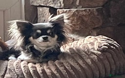 Chihuahua dogs for sale: Beautiful long coat chihuahua - Image 2