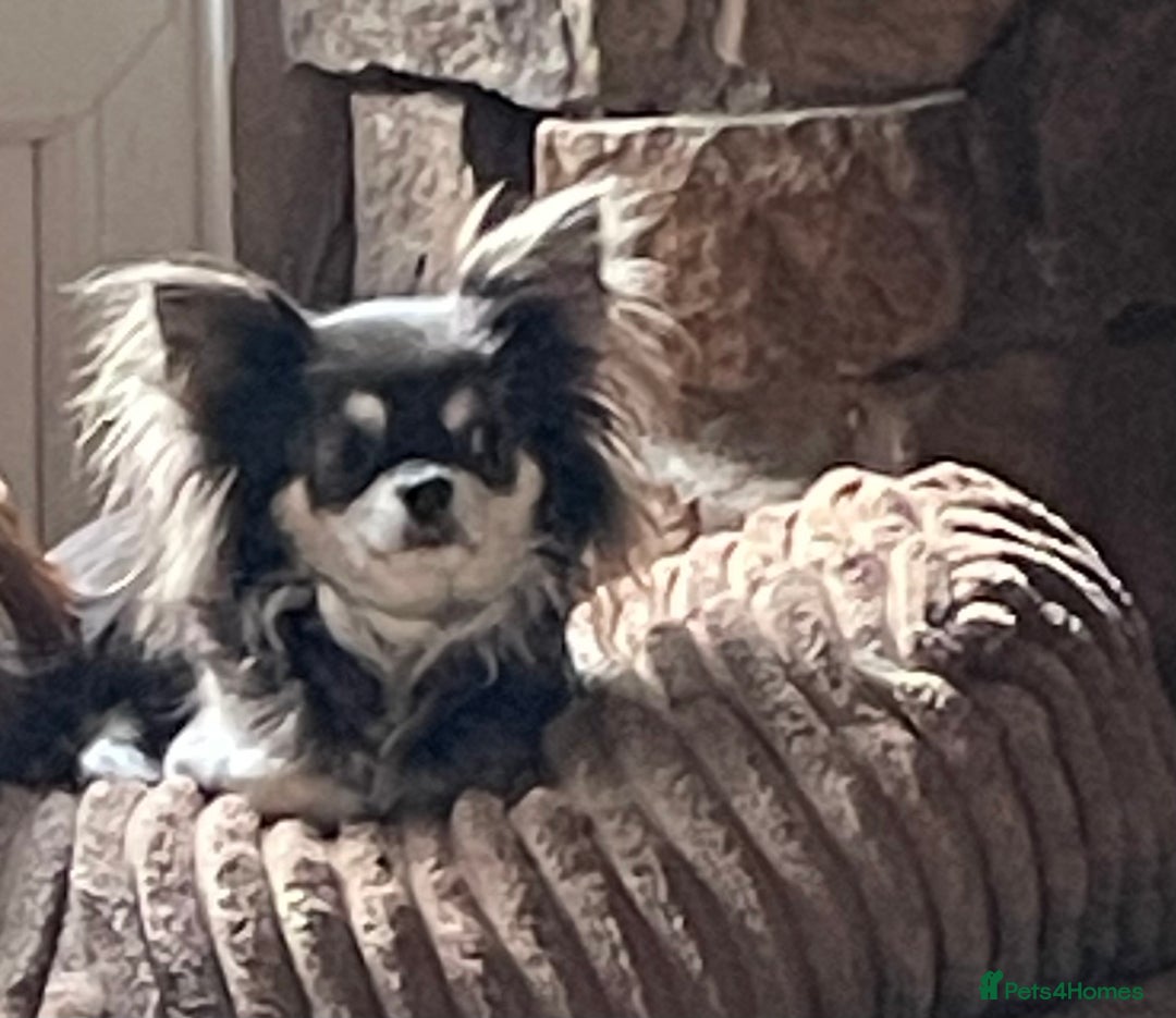 Chihuahua dogs for sale: Beautiful long coat chihuahua - Image 2