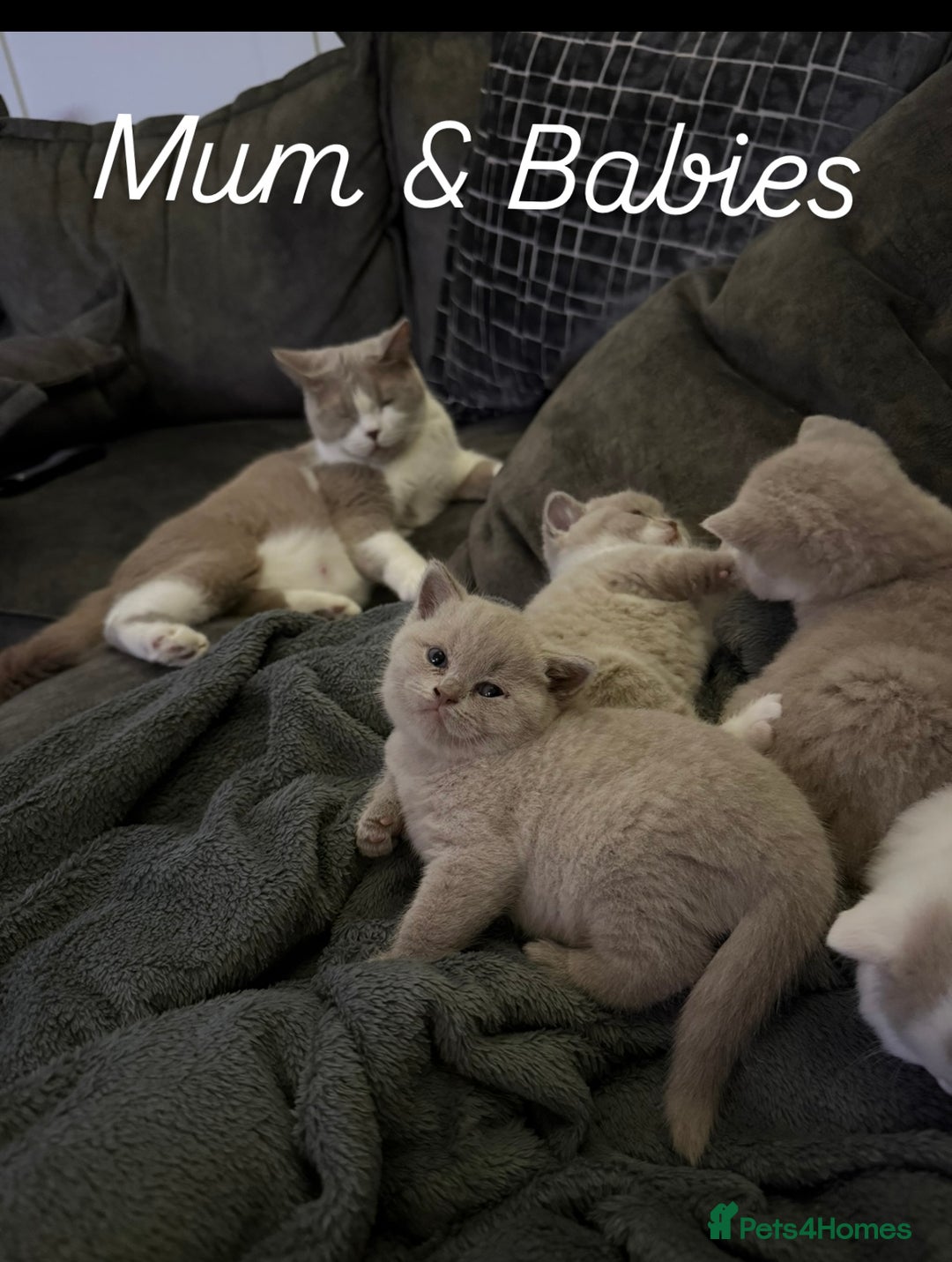 British Shorthair cats for sale: Registered British short hair babies available  - Advert 12