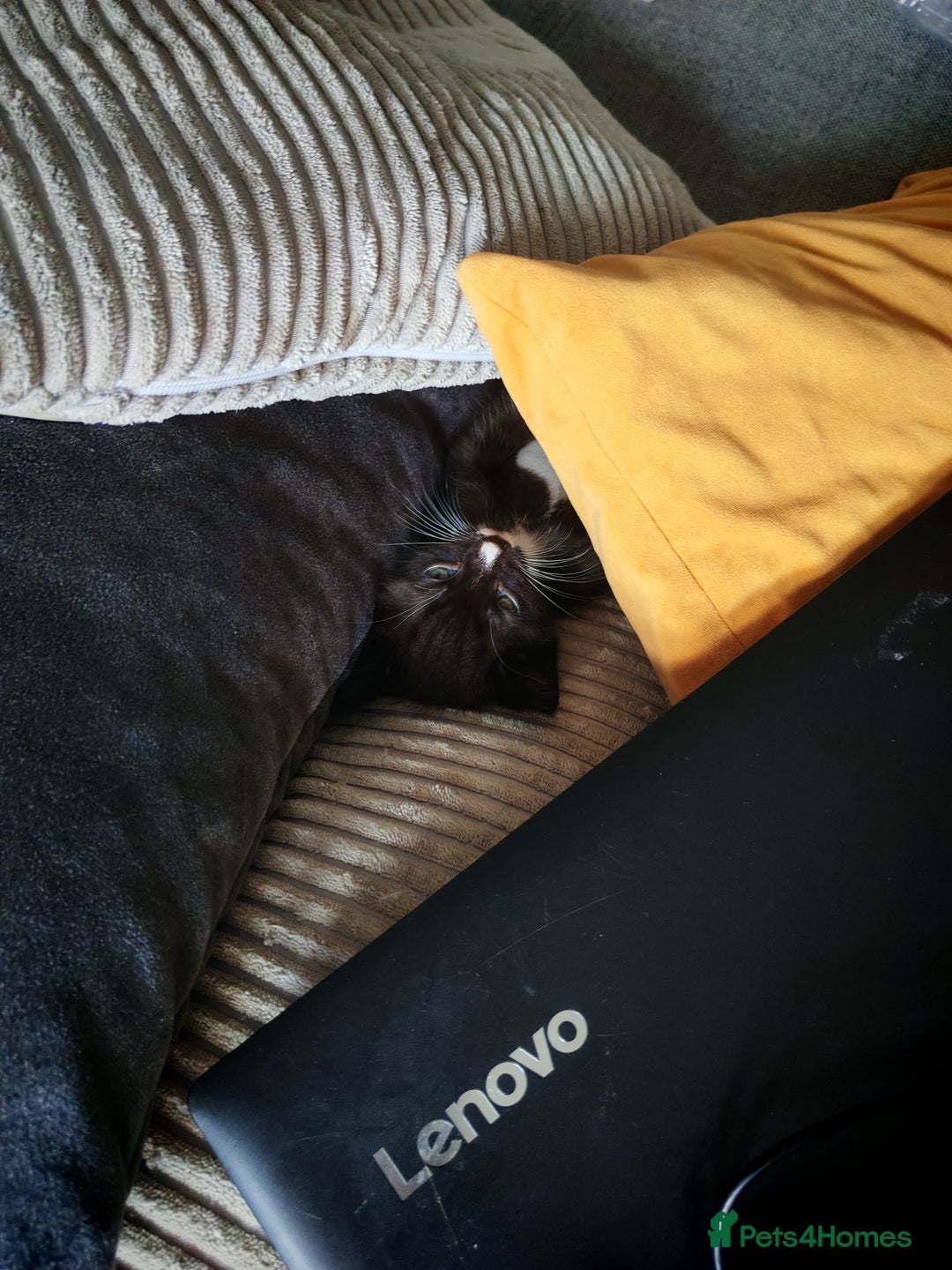 Mixed Breed cats for sale: Kittens for sale 🐱 - Image 12