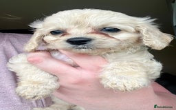 Mixed Breed dogs for sale: Last 2 puppies!  🩷 Maltipoo x Cockapoo puppies - Image 21