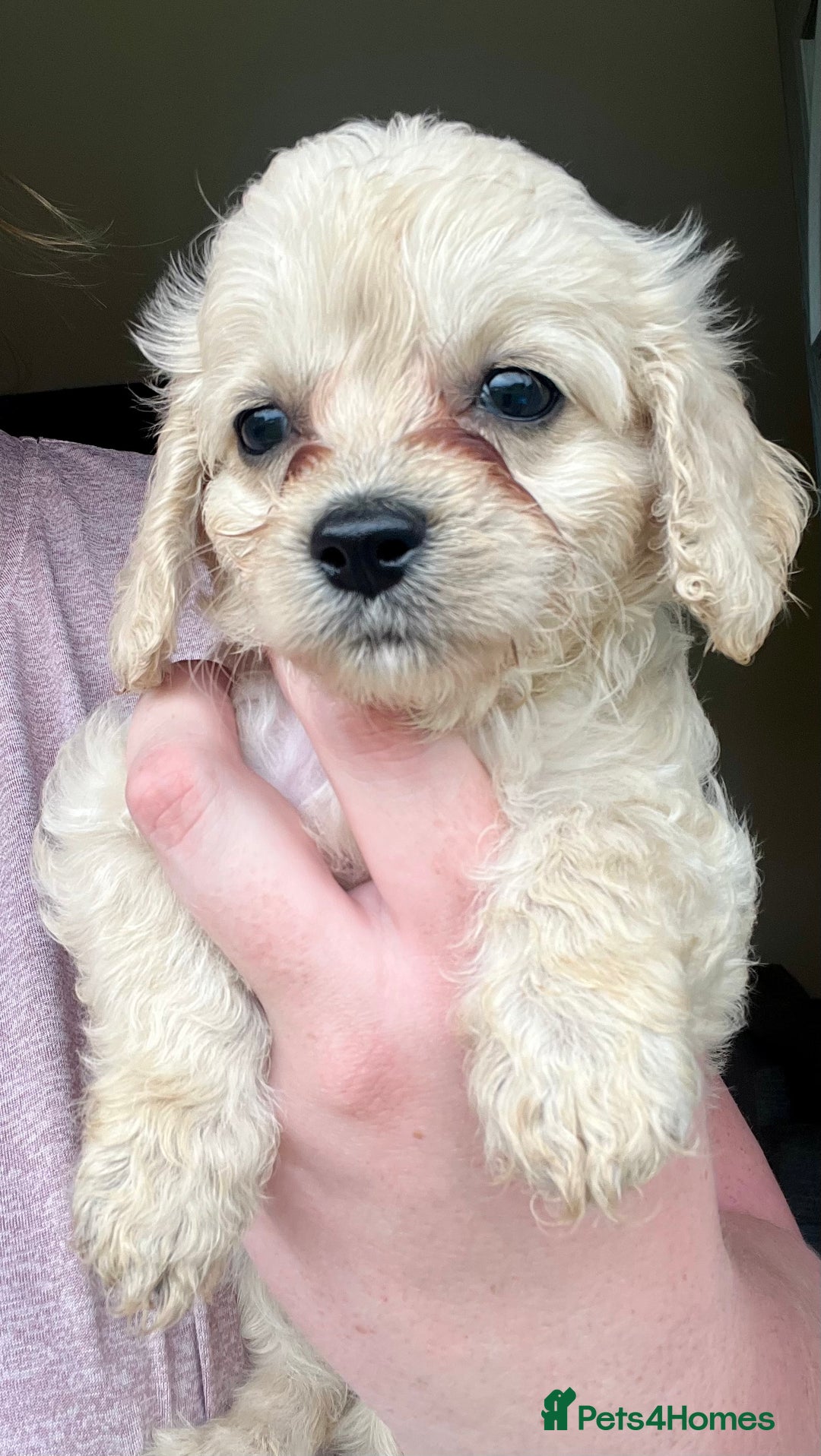 Mixed Breed dogs for sale: Last 2 puppies!  🩷 Maltipoo x Cockapoo puppies - Image 21