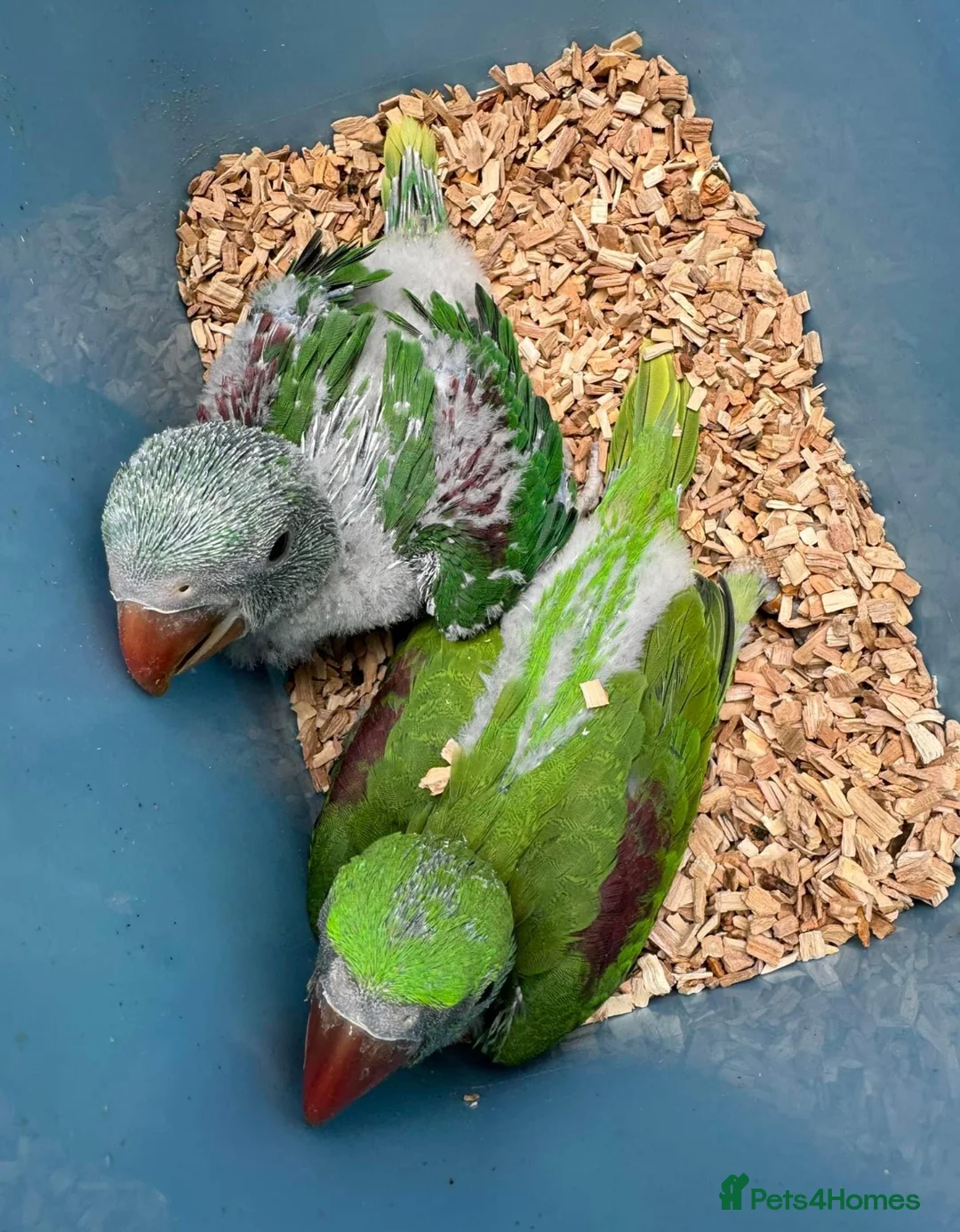 Parrots birds for sale: Super tame baby Ringneck and Alexandrine parrots in Barking - Advert 2