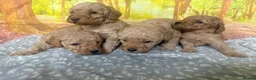 Labradoodle dogs for sale: Beautiful small / miniature labradoodles  - Advert 6
