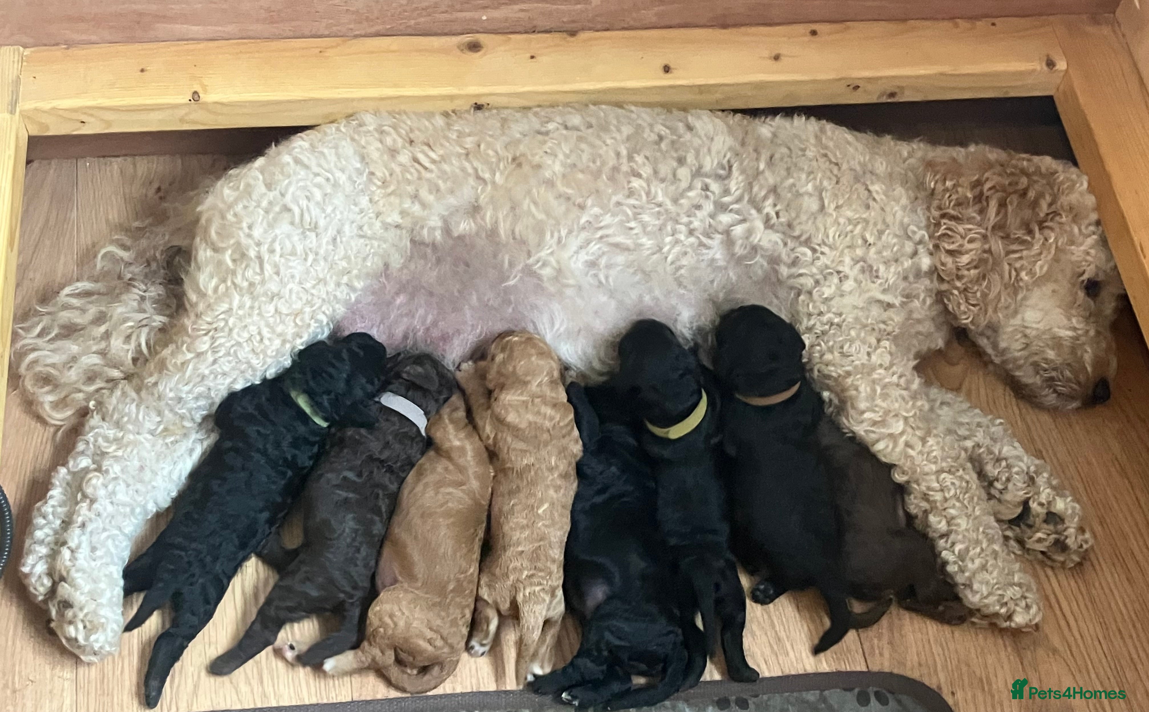 Cockapoo dogs Gorgeous Cockerpoo-Cross puppies, Mum+Dad our pets - Advert 2