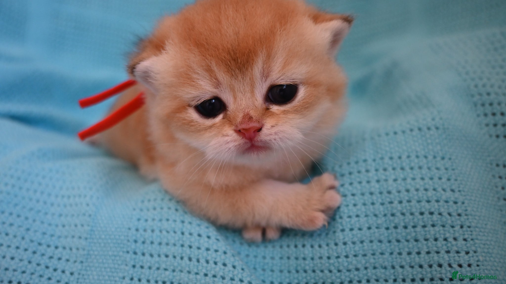 British Shorthair cats BSH Golden kittens from Champions Line 🏆 - Advert 2