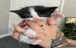 British Longhair cats for sale: 3 Gorgeous Longhaired Kittens - Image 5