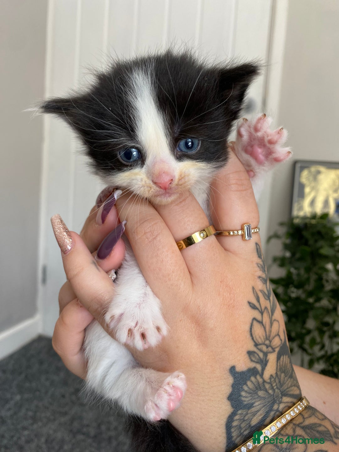 British Longhair cats for sale: 3 Gorgeous Longhaired Kittens - Image 5