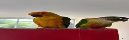 Conures birds for sale: Pair of conures looking for a new home in Bideford - Advert 3