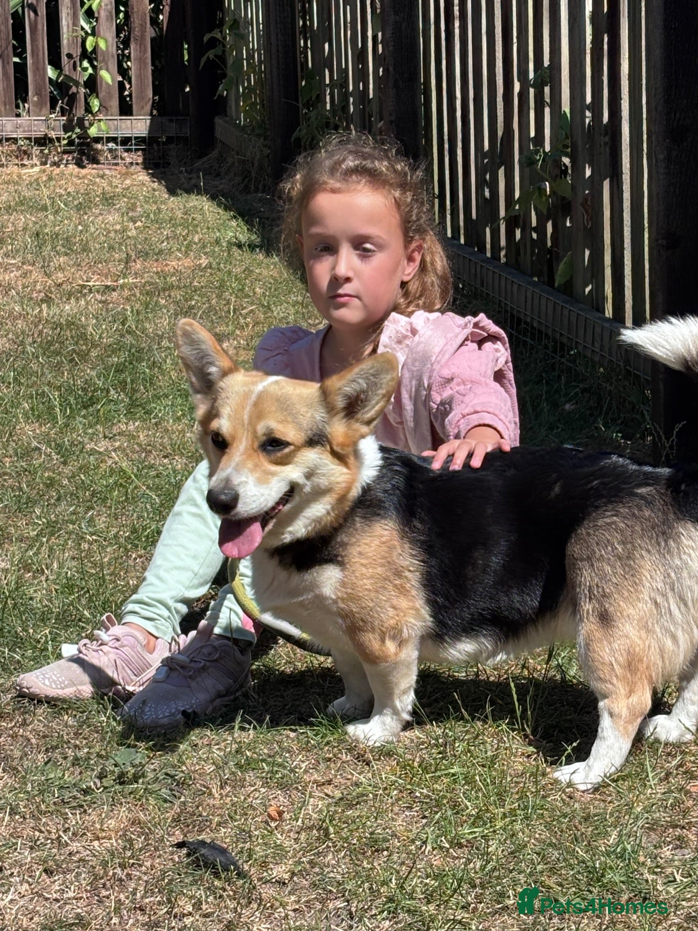 Welsh Corgi Pembroke dogs Cheddar is a wonderful KG Reg lady - Advert 2