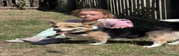 Welsh Corgi Pembroke dogs for sale: Cheddar is a wonderful KG Reg lady - Advert 2