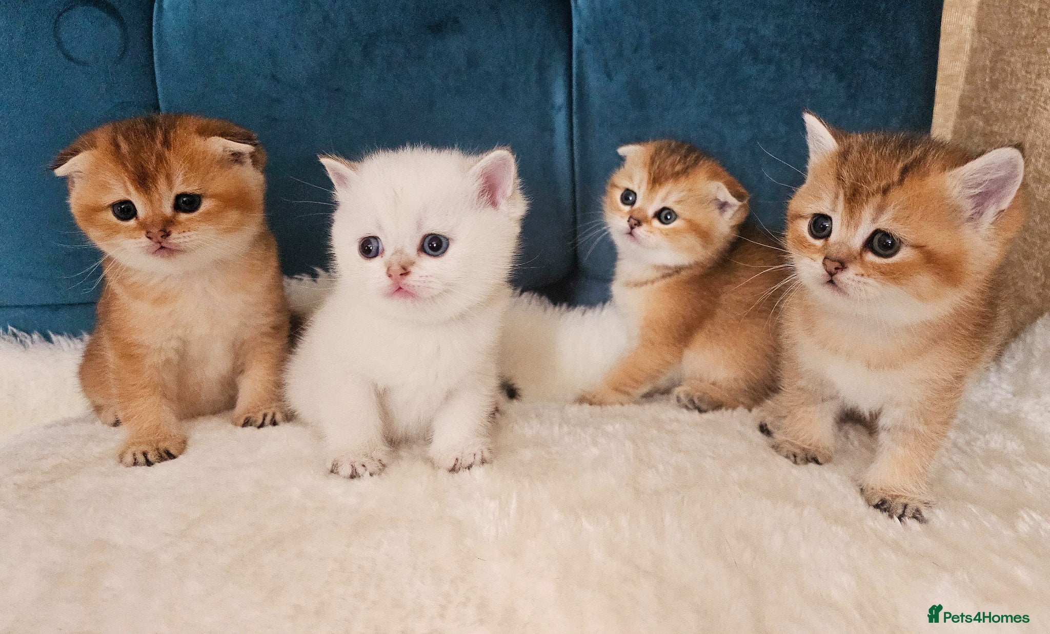 Scottish Fold cats Pedigree SF kittens😻READY FOR RESERVATION - Advert 2