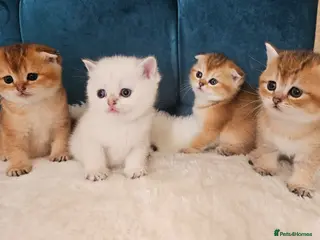 Scottish Fold cats Pedigree SF kittens😻READY FOR RESERVATION - Advert 2