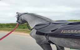 Connemara horses for sale: Whinny  - Advert 8