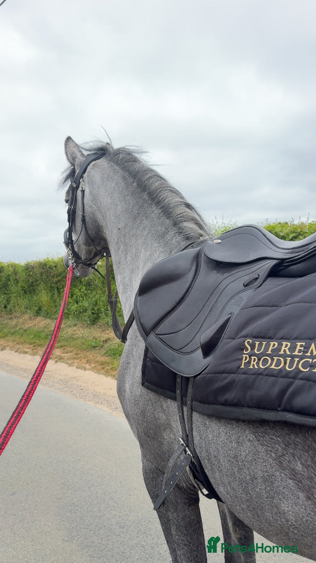 Connemara horses for sale: Whinny  - Advert 8