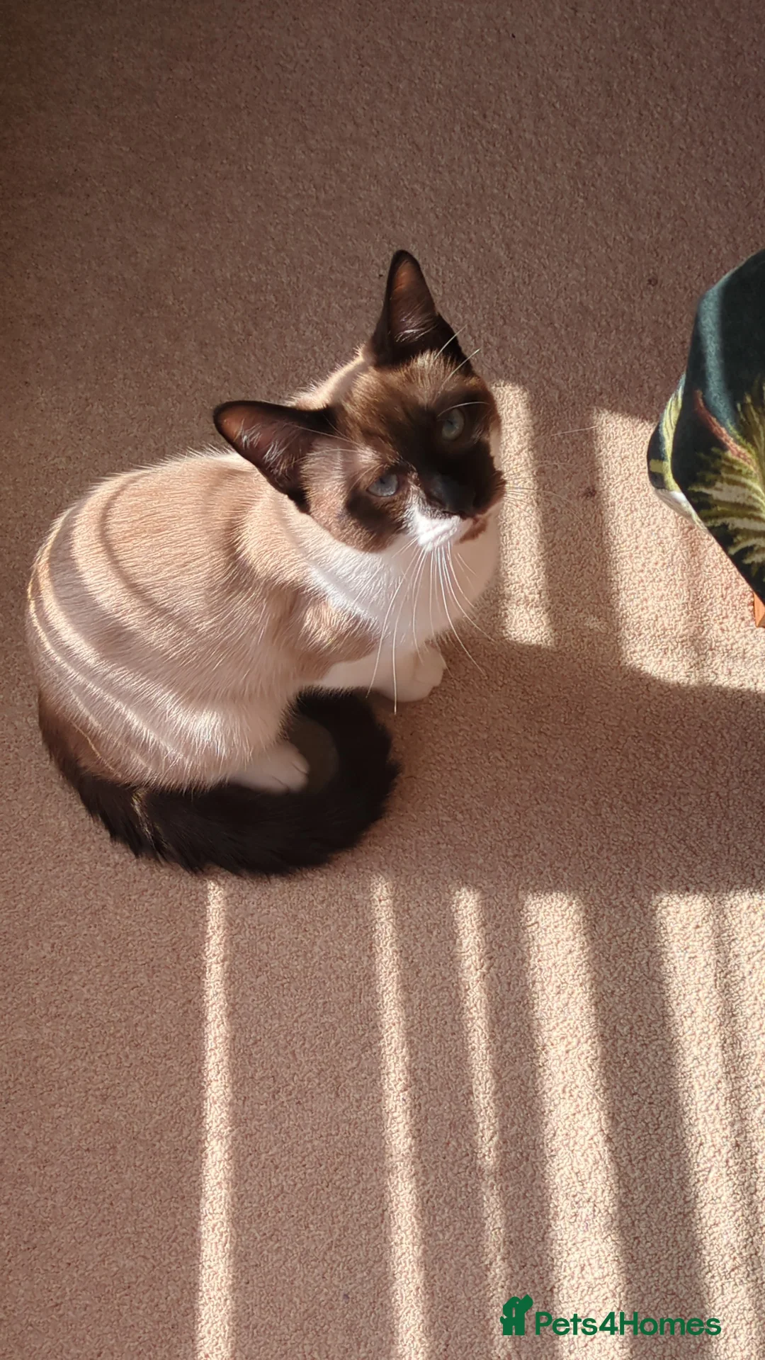 Ragdoll cats for sale: Male cat  in Chatham - Advert 1