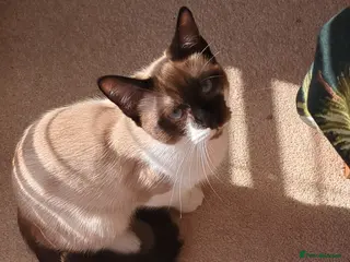 Ragdoll cats Male cat - Advert 2