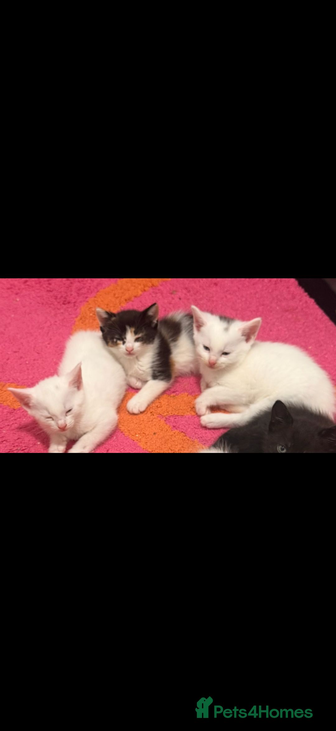 British Shorthair cats for sale: Beautiful kittens  - Image 1