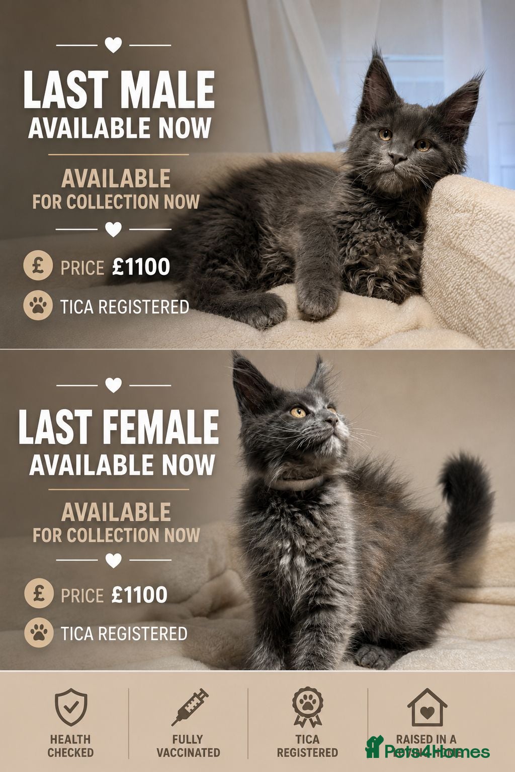 Maine Coon cats Available now! Last Two TICA Registered Maine Coon - Advert 4