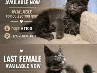 Maine Coon cats Available now! Last Two TICA Registered Maine Coon - Advert 4