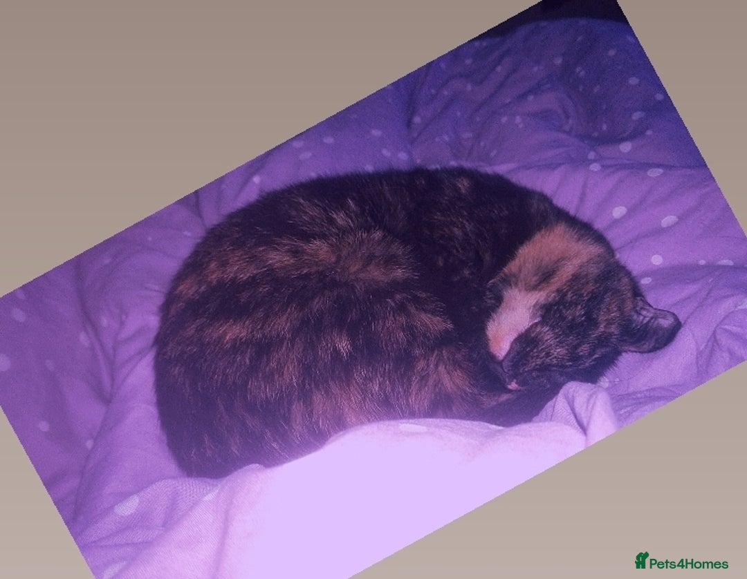 Bengal cats for sale: Mix Bengal kitten - Image 1