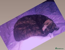 Bengal cats - Advert 8