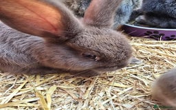 Lionhead rabbits for sale: 5 lionhead x - Image 4