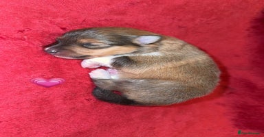 Shetland Sheepdog dogs - Advert 12