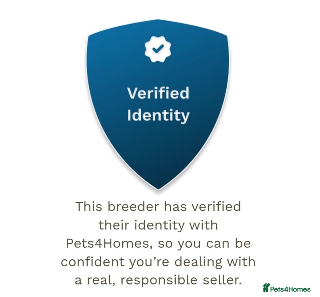 Miniature Dachshund dogs for sale: ⚜️Charming Little Puppies ⚜️ - Advert 7