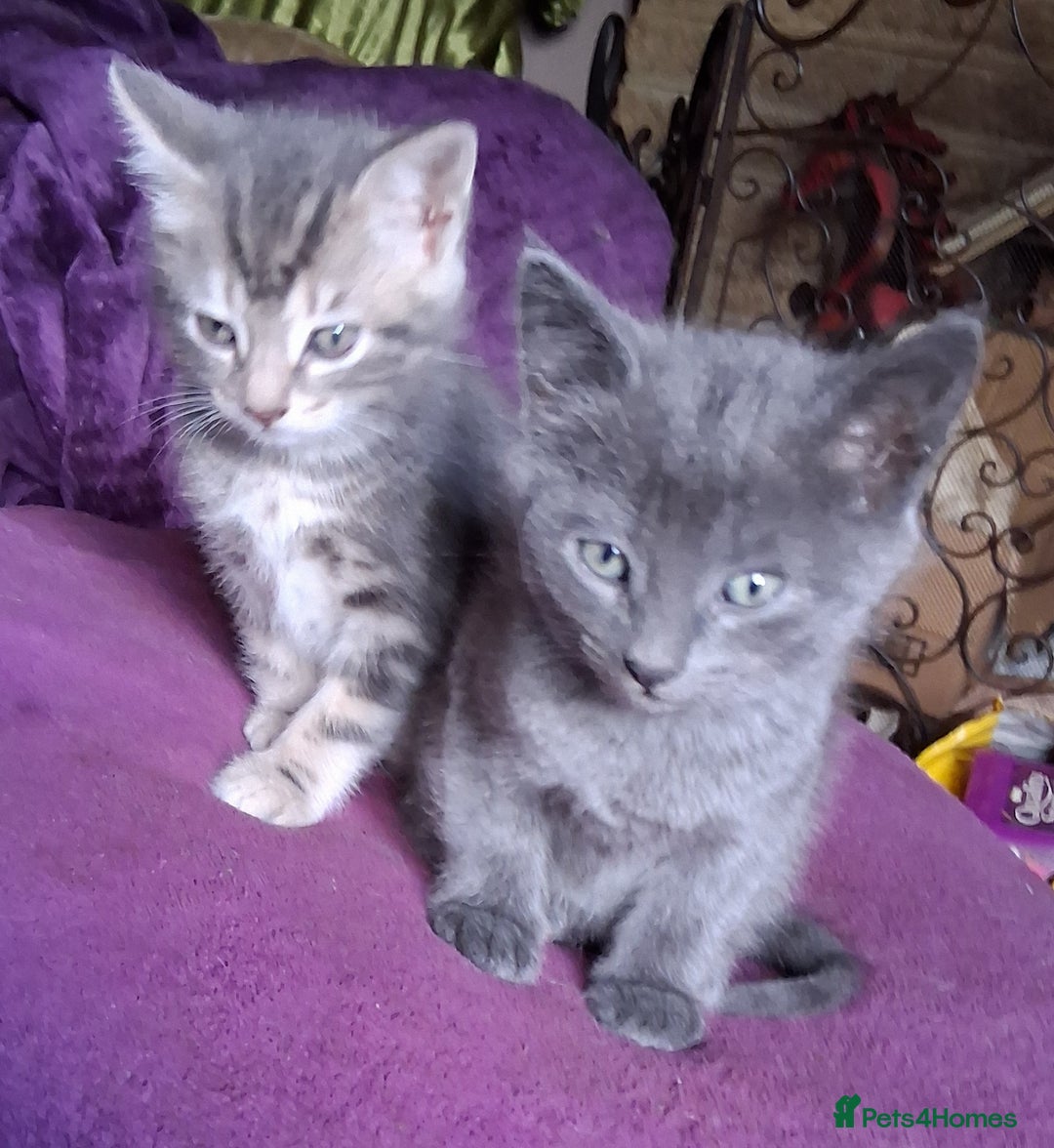 Mixed Breed cats for sale: ⭐️⭐️Stunning Russian Blue X Bengal Kittens ⭐️⭐️⭐️ - Advert 21