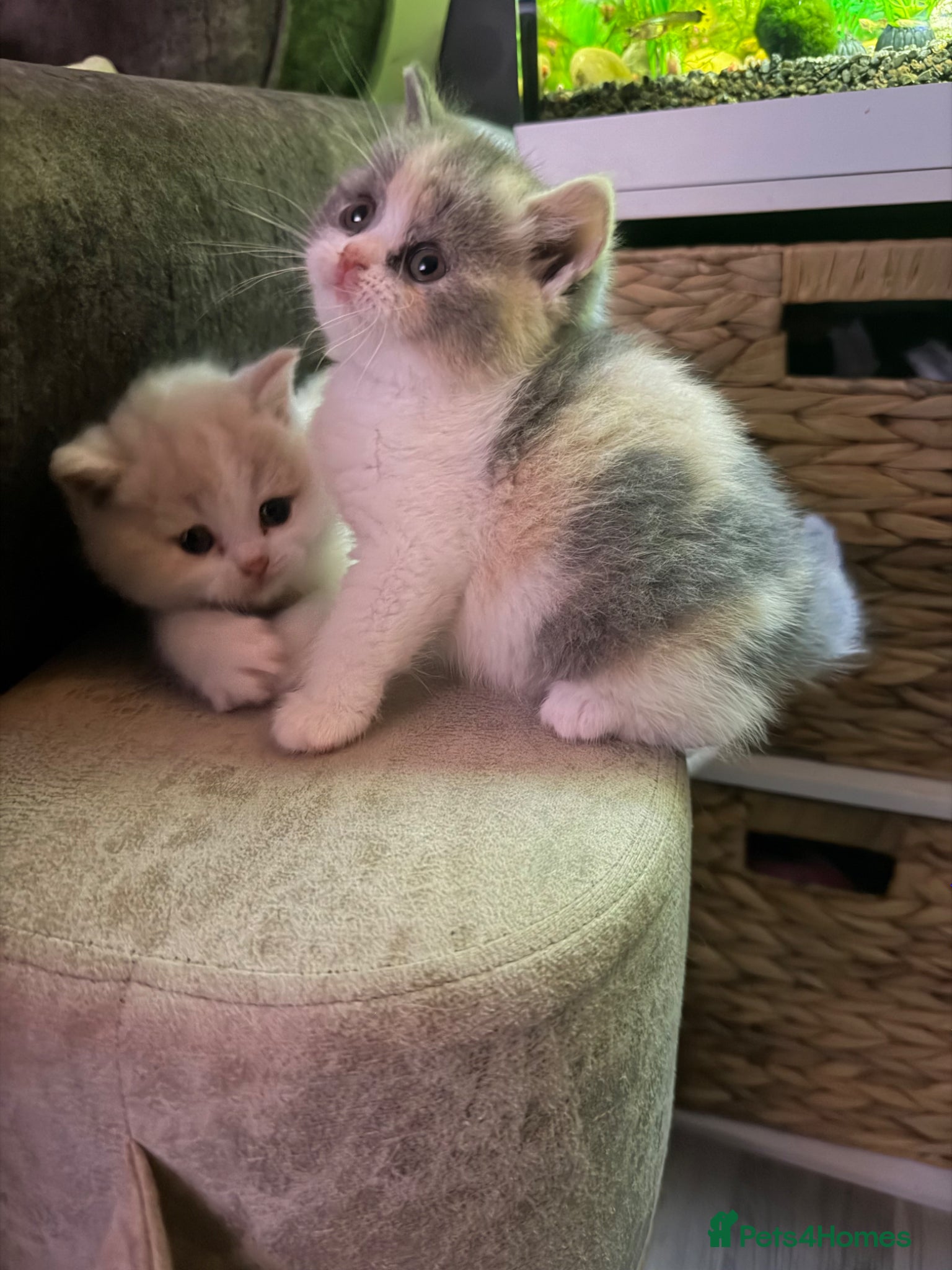 British Shorthair cats British shorthair kittens 1 calico girl left 😍 - Advert 3