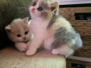 British Shorthair cats British shorthair kittens 1 calico girl left 😍 - Advert 3
