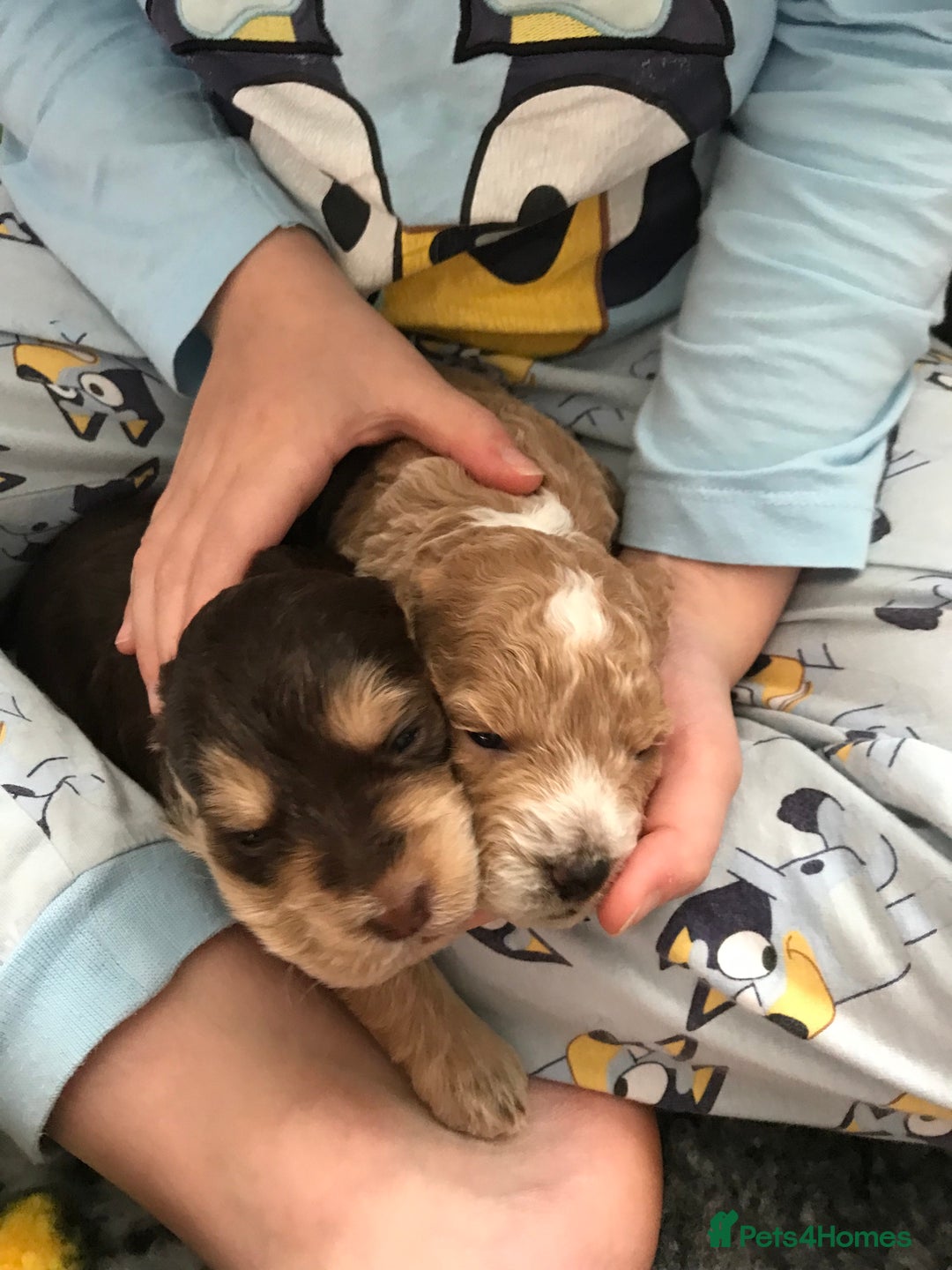 Cockapoo dogs for sale: 4 Beautiful female cockerpoos  - Image 27