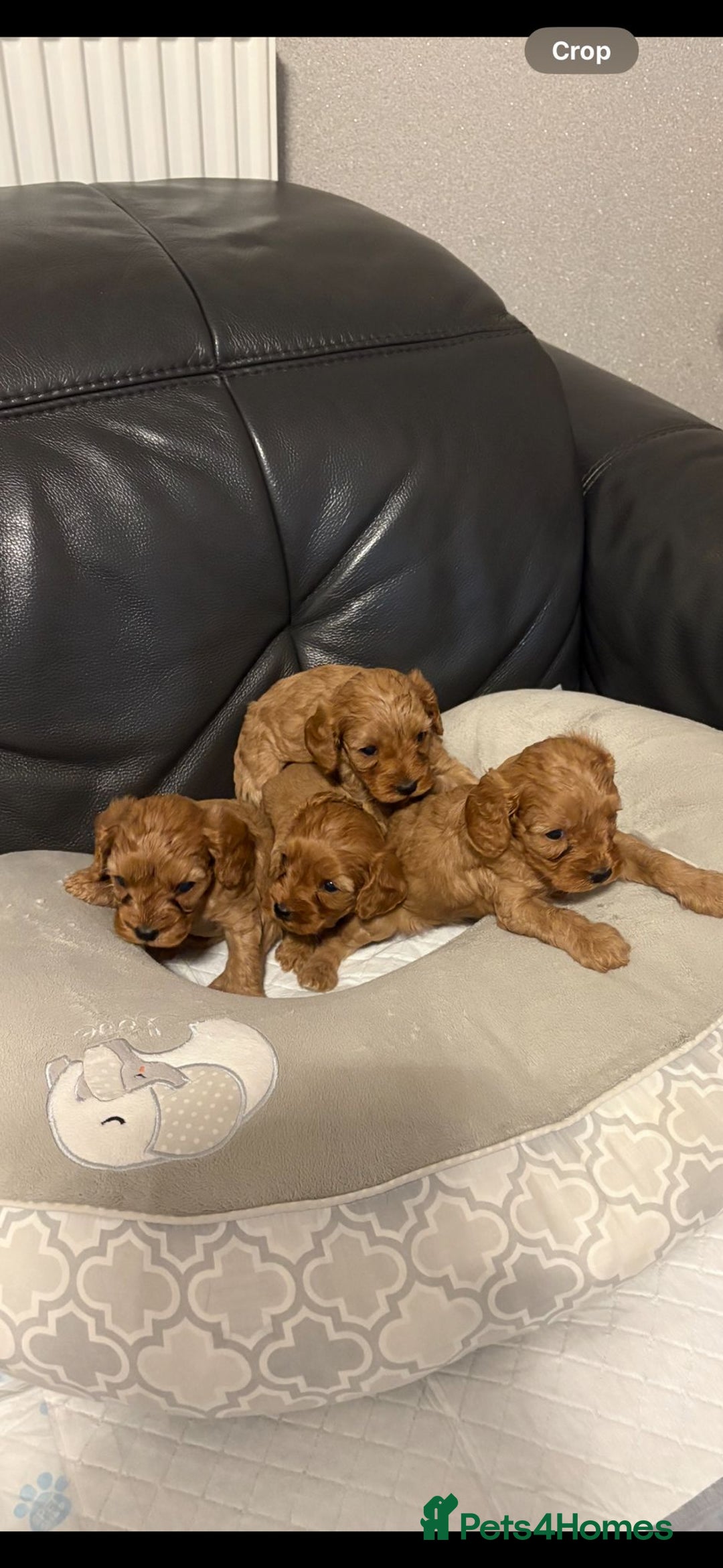 Cavapoo dogs for sale: Stunning F1 cavapoos  - Image 2