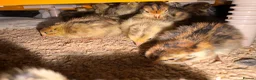 Quail poultry for sale: Coturnix Quail / English whits  - Advert 3