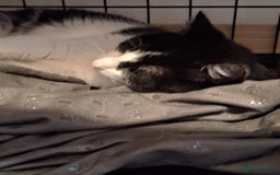 Domestic Shorthair cats for sale: Beautiful Duchess  - Image 4