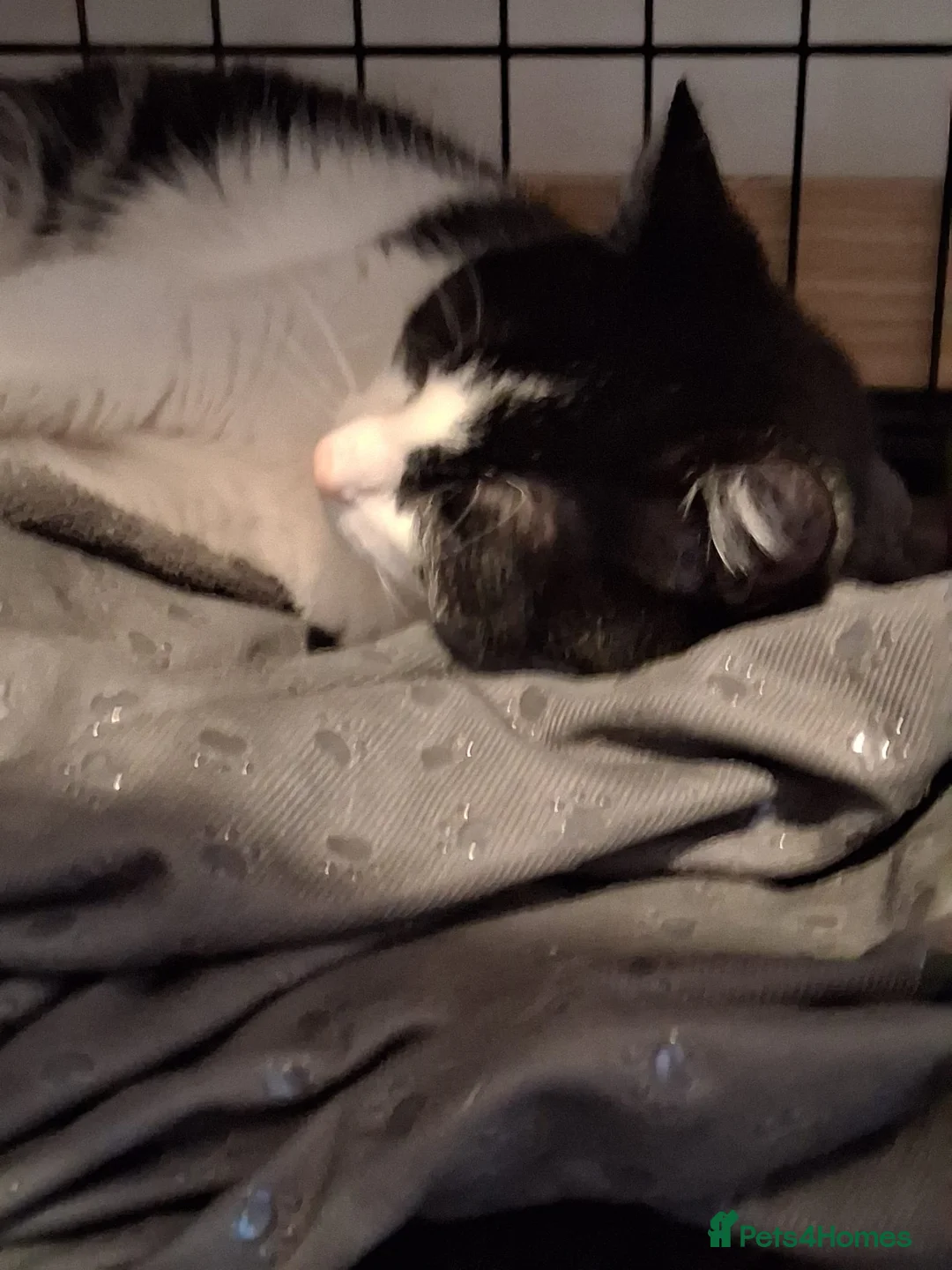 Domestic Shorthair cats for sale: Beautiful Duchess  - Advert 4