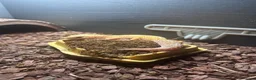 Leopard Gecko reptiles for sale: Complete Leopard Gecko Set Up 3 Viv’s & 4 Gecko’s - Advert 4