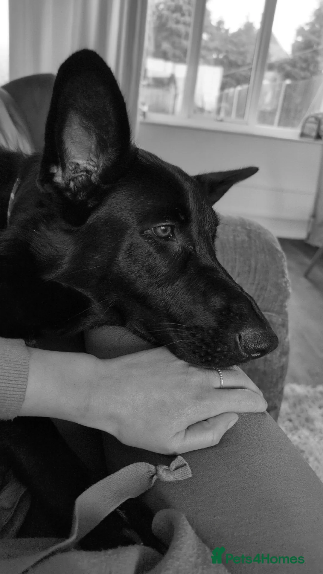 German Shepherd dogs for sale: Urgent Rehoming  - Advert 1