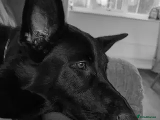 German Shepherd dogs Urgent Rehoming - Advert 1