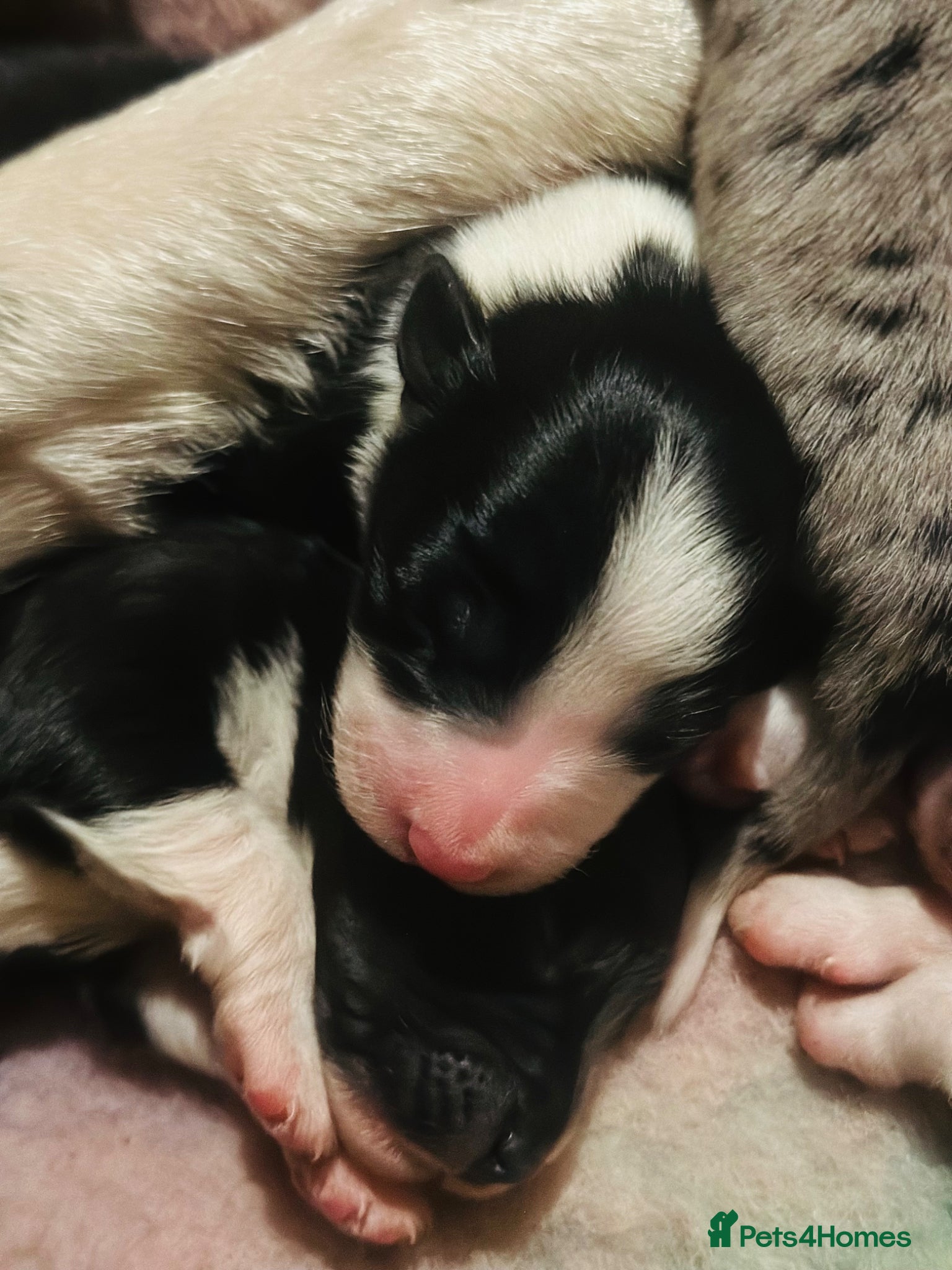 Border Collie dogs for sale: Beautiful Border Collie Puppies  - Advert 16